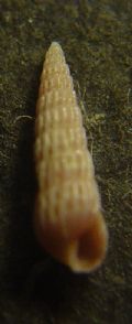 Turbonilla internodula